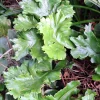 Crested Tongue Fern Spores - 1000 Cold Hardy Asplenium scolopendrium Seeds for Outdoor Garden - Image 1