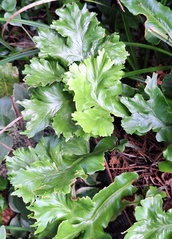 Crested Tongue Fern Spores - 1000 Cold Hardy Asplenium scolopendrium Seeds for Outdoor Garden Crested Tongue Fern Spores - 1000 Cold Hardy Asplenium scolopendrium Seeds for Outdoor Garden - Image 1