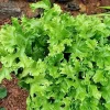 Crested Tongue Fern Spores - 1000 Cold Hardy Asplenium Scolopendrium Seeds - Image 1