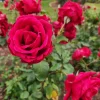 Crimson Glory Climbing Rose Live Plant, 4-6 Inch, Fragrant Dark Red Blooms, Outdoor Crimson Glory Climbing Rose Live Plant, 4-6 Inch, Fragrant Dark Red Blooms, Outdoor - Image 1