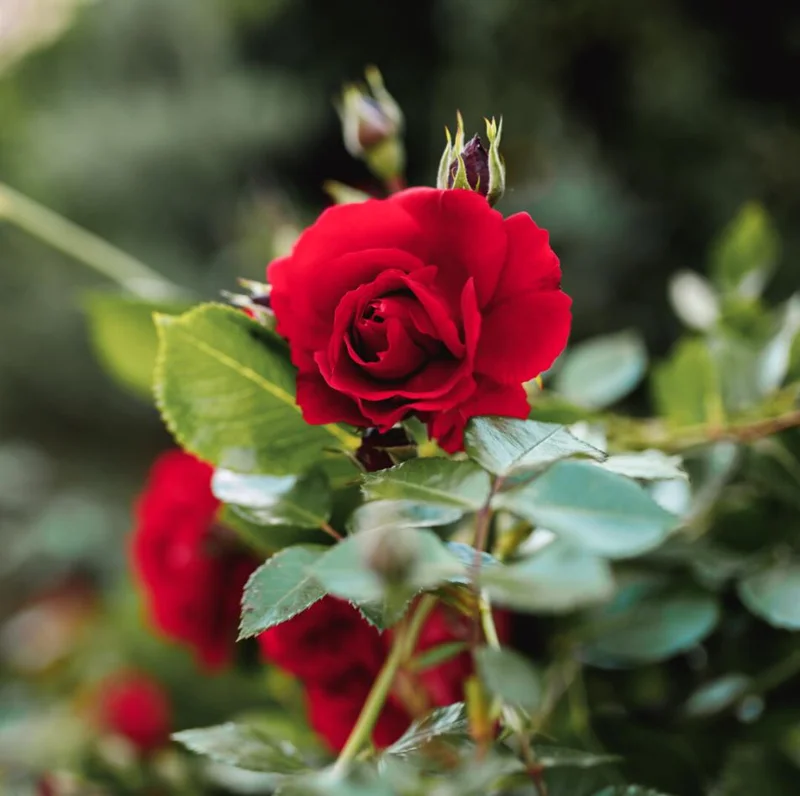 Crimson Glory Dark Red Climbing Rose Plant - Hybrid Tea Shrub, 4-8 Inch Tall Crimson Glory Dark Red Climbing Rose Plant - Hybrid Tea Shrub, 4-8 Inch Tall - Image 2