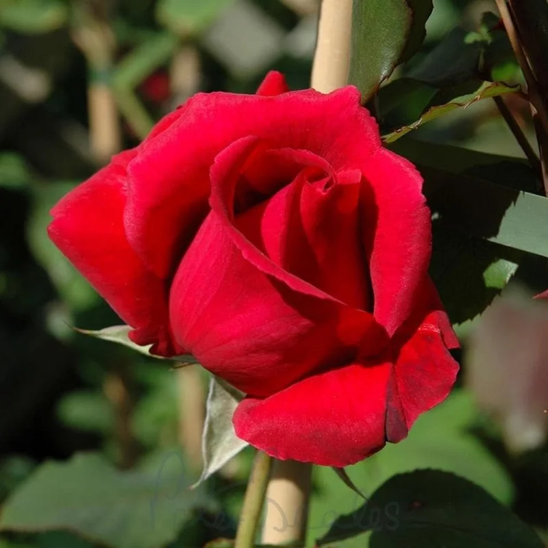 Crimson Glory Dark Red Climbing Rose Plant - Hybrid Tea Shrub, 4-8 Inch Tall Crimson Glory Dark Red Climbing Rose Plant - Hybrid Tea Shrub, 4-8 Inch Tall - Image 3