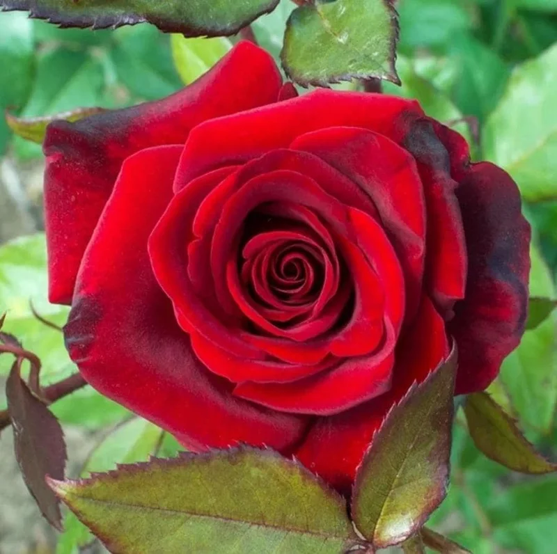 Crimson Glory Dark Red Climbing Rose Plant - Hybrid Tea Shrub, 4-8 Inch Tall Crimson Glory Dark Red Climbing Rose Plant - Hybrid Tea Shrub, 4-8 Inch Tall - Image 4