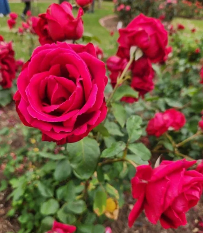Crimson Glory Dark Red Climbing Rose Plant - Hybrid Tea Shrub, 4-8 Inch Tall Crimson Glory Dark Red Climbing Rose Plant - Hybrid Tea Shrub, 4-8 Inch Tall - Image 5