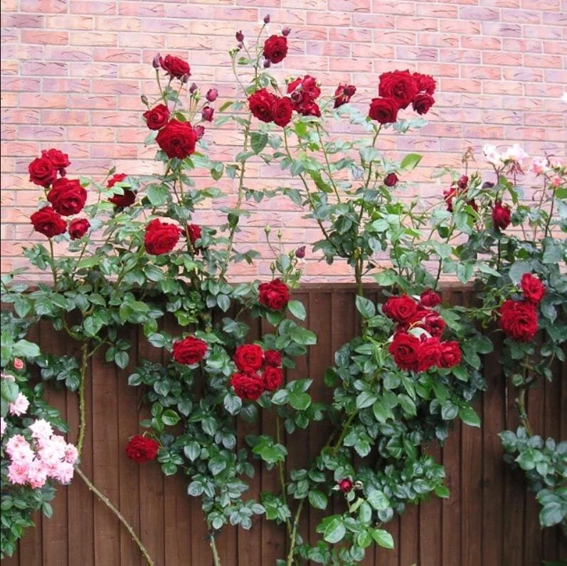 Crimson Glory Dark Red Climbing Rose Plant - Hybrid Tea Shrub, 4-8 Inch Tall Crimson Glory Dark Red Climbing Rose Plant - Hybrid Tea Shrub, 4-8 Inch Tall - Image 6