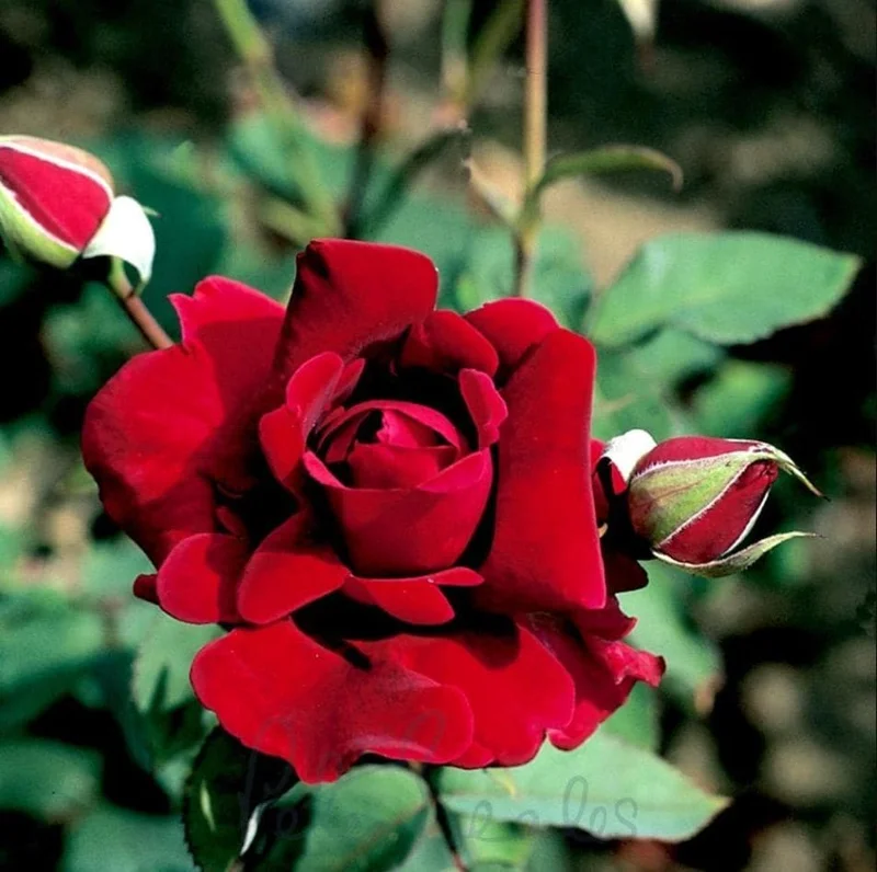 Crimson Glory Dark Red Climbing Rose Plant - Hybrid Tea Shrub, 4-8 Inch Tall Crimson Glory Dark Red Climbing Rose Plant - Hybrid Tea Shrub, 4-8 Inch Tall - Image 1
