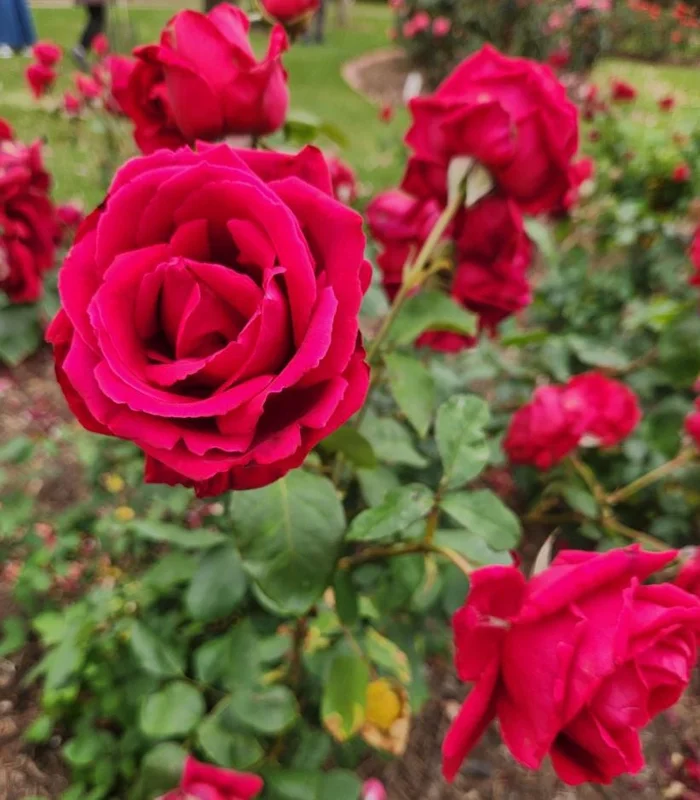 Crimson Glory Rose Live Plant Starter Bush - Velvety Red Hybrid Tea, 5-7 Inch Tall, Outdoor Crimson Glory Rose Live Plant Starter Bush - Velvety Red Hybrid Tea, 5-7 Inch Tall, Outdoor - Image 2