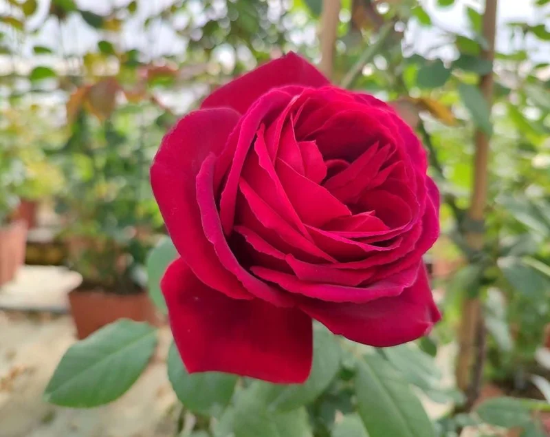 Crimson Glory Rose Live Plant Starter Bush - Velvety Red Hybrid Tea, 5-7 Inch Tall, Outdoor Crimson Glory Rose Live Plant Starter Bush - Velvety Red Hybrid Tea, 5-7 Inch Tall, Outdoor - Image 3