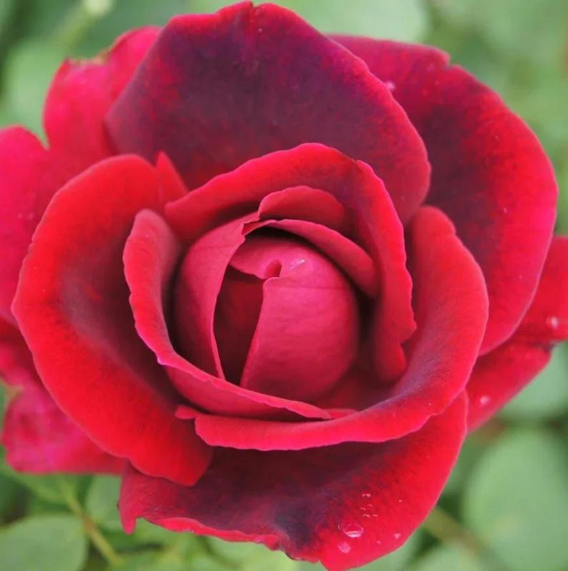 Crimson Glory Rose Live Plant Starter Bush - Velvety Red Hybrid Tea, 5-7 Inch Tall, Outdoor Crimson Glory Rose Live Plant Starter Bush - Velvety Red Hybrid Tea, 5-7 Inch Tall, Outdoor - Image 4