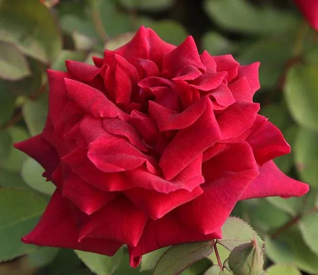 Crimson Glory Rose Live Plant Starter Bush - Velvety Red Hybrid Tea, 5-7 Inch Tall, Outdoor Crimson Glory Rose Live Plant Starter Bush - Velvety Red Hybrid Tea, 5-7 Inch Tall, Outdoor - Image 5