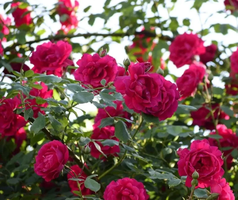 Crimson Glory Rose Live Plant Starter Bush - Velvety Red Hybrid Tea, 5-7 Inch Tall, Outdoor Crimson Glory Rose Live Plant Starter Bush - Velvety Red Hybrid Tea, 5-7 Inch Tall, Outdoor - Image 6