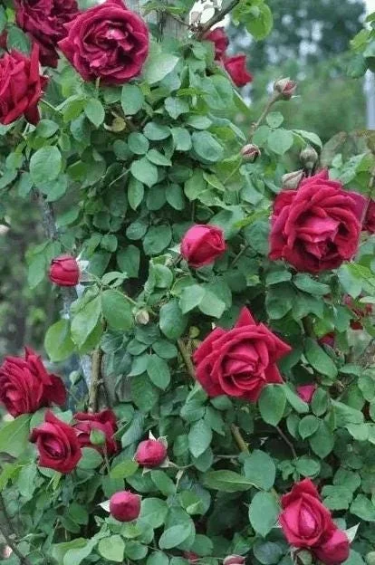 Crimson Glory Rose Live Plant Starter Bush - Velvety Red Hybrid Tea, 5-7 Inch Tall, Outdoor Crimson Glory Rose Live Plant Starter Bush - Velvety Red Hybrid Tea, 5-7 Inch Tall, Outdoor - Image 7