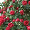 Crimson Glory Rose Live Plant Starter Bush - Velvety Red Hybrid Tea, 5-7 Inch Tall, Outdoor Crimson Glory Rose Live Plant Starter Bush - Velvety Red Hybrid Tea, 5-7 Inch Tall, Outdoor - Image 1