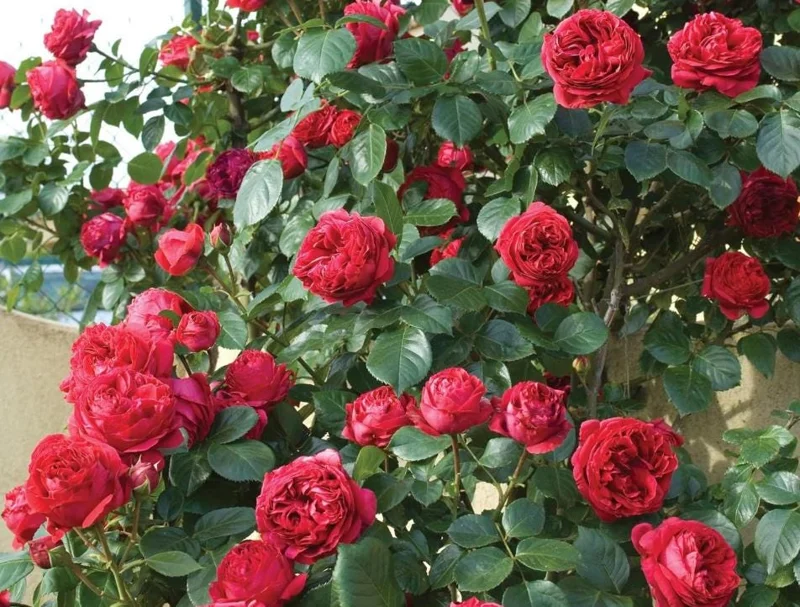 Crimson Glory Rose Live Plant Starter Bush - Velvety Red Hybrid Tea, 5-7 Inch Tall, Outdoor Crimson Glory Rose Live Plant Starter Bush - Velvety Red Hybrid Tea, 5-7 Inch Tall, Outdoor - Image 1