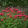 Crimson Monarda Bee Balm Live Plant - Scarlet Starter, 5-7 Inch Tall Perennial - Image 1