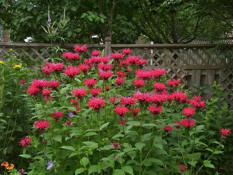 Crimson Monarda Bee Balm Live Plant - Scarlet Starter, 5-7 Inch Tall Perennial - Image 1