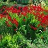 Crocosmia Lucifer Flower Seeds - 113 Perennial Bright Red Flowers Outdoor - Image 1