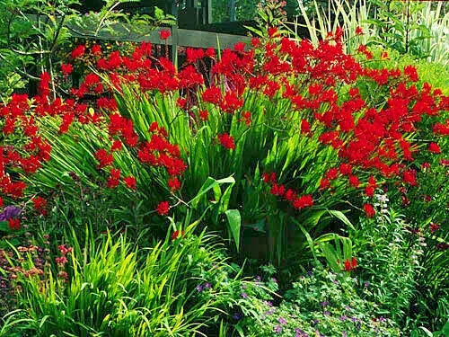 Crocosmia Lucifer Flower Seeds - 113 Perennial Bright Red Flowers Outdoor - Image 1