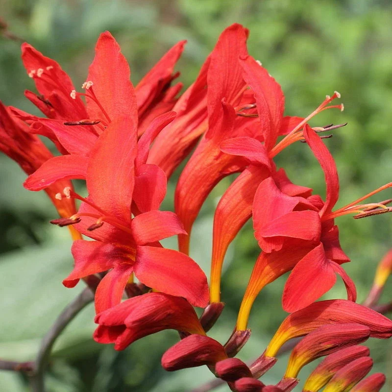 Crocosmia Lucifer Seeds - 100 Count, Bright Red Flowers, Perennial, Outdoor - Image 2