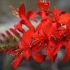Crocosmia Lucifer Seeds - 100 Count, Bright Red Flowers, Perennial, Outdoor - Image 1