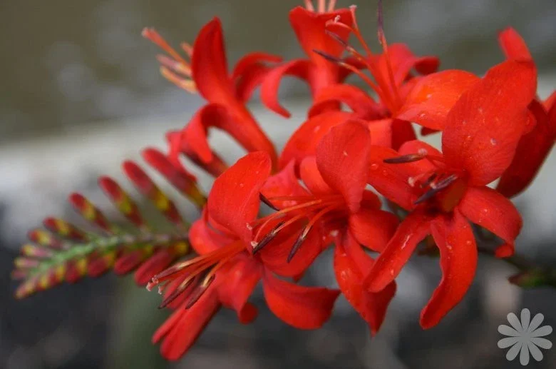 Crocosmia Lucifer Seeds - 112 Bright Red Perennial Flower Seeds Outdoor - Image 2