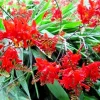 Crocosmia Lucifer Seeds - 112 Bright Red Perennial Flower Seeds Outdoor - Image 1