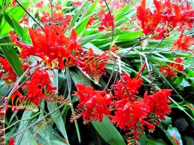 Crocosmia Lucifer Seeds - 112 Bright Red Perennial Flower Seeds Outdoor - Image 1