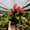 Crown of Thorns - Euphorbia Milii Red Succulent Live Plant 2 Inch Pot Indoor Outdoor - Image 1