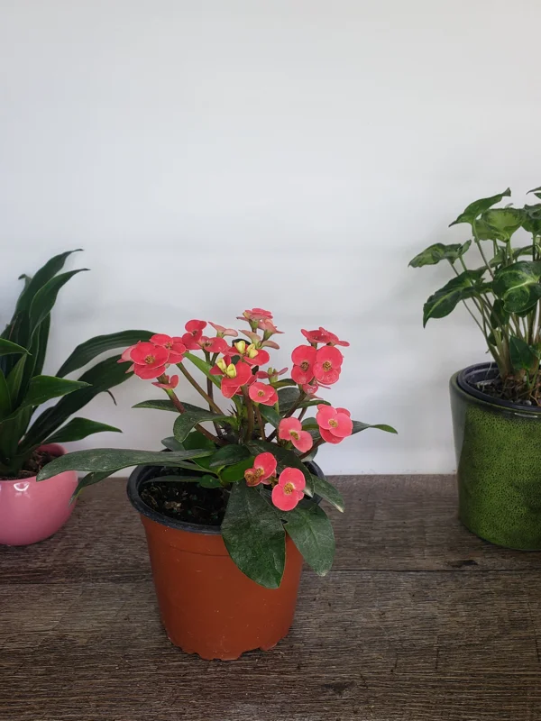 Crown of Thorns Live Plant – Yellow Euphorbia Milii Cactus – 5 Inch Pot – Full Sun Outdoor/Indoor - Image 2