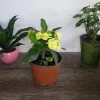 Crown of Thorns Live Plant – Yellow Euphorbia Milii Cactus – 5 Inch Pot – Full Sun Outdoor/Indoor - Image 1