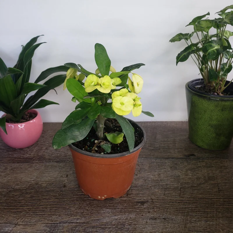 Crown of Thorns Live Plant – Yellow Euphorbia Milii Cactus – 5 Inch Pot – Full Sun Outdoor/Indoor - Image 1