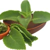 Cuban Oregano Live Plant - Mexican Mint Spanish Thyme, 4 Inch Pot Cuban Oregano Live Plant - Mexican Mint Spanish Thyme, 4 Inch Pot - Image 1