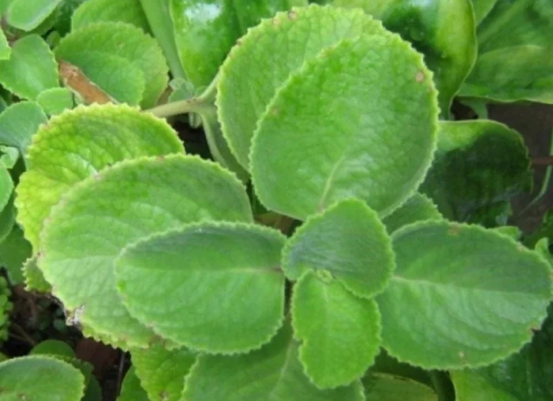 Cuban Oregano Live Plant – Plectranthus amboinicus – 3-6 Inch Tall Culinary Herb Cuban Oregano Live Plant – Plectranthus amboinicus – 3-6 Inch Tall Culinary Herb - Image 2