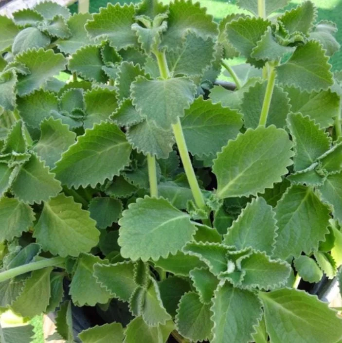 Cuban Oregano Live Plant – Plectranthus amboinicus – 3-6 Inch Tall Culinary Herb Cuban Oregano Live Plant – Plectranthus amboinicus – 3-6 Inch Tall Culinary Herb - Image 3