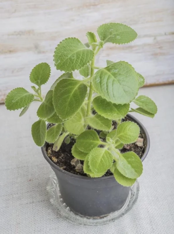 Cuban Oregano Live Plant – Plectranthus amboinicus – 3-6 Inch Tall Culinary Herb Cuban Oregano Live Plant – Plectranthus amboinicus – 3-6 Inch Tall Culinary Herb - Image 5