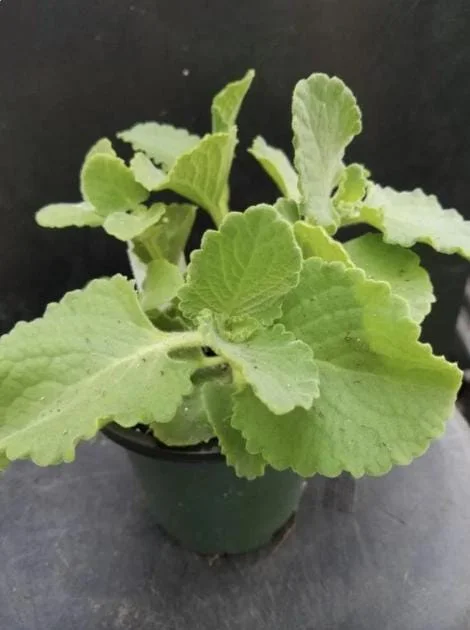 Cuban Oregano Live Plant – Plectranthus amboinicus – 3-6 Inch Tall Culinary Herb Cuban Oregano Live Plant – Plectranthus amboinicus – 3-6 Inch Tall Culinary Herb - Image 6