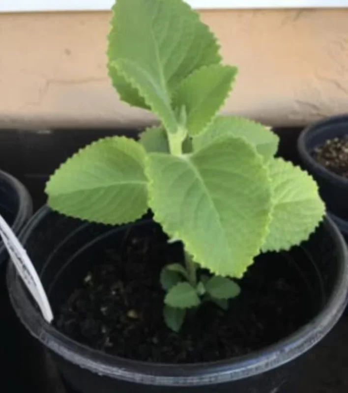 Cuban Oregano Live Plant – Plectranthus amboinicus – 3-6 Inch Tall Culinary Herb Cuban Oregano Live Plant – Plectranthus amboinicus – 3-6 Inch Tall Culinary Herb - Image 7