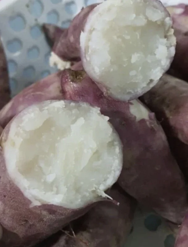 Cuban Sweet Potato Slips - 15 Fresh Cuttings for Planting Outdoors Cuban Sweet Potato Slips - 15 Fresh Cuttings for Planting Outdoors - Image 2