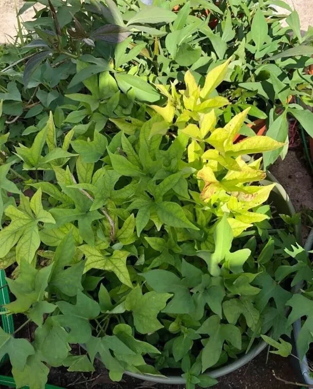 Cuban Sweet Potato Slips - 15 Fresh Cuttings for Planting Outdoors Cuban Sweet Potato Slips - 15 Fresh Cuttings for Planting Outdoors - Image 4