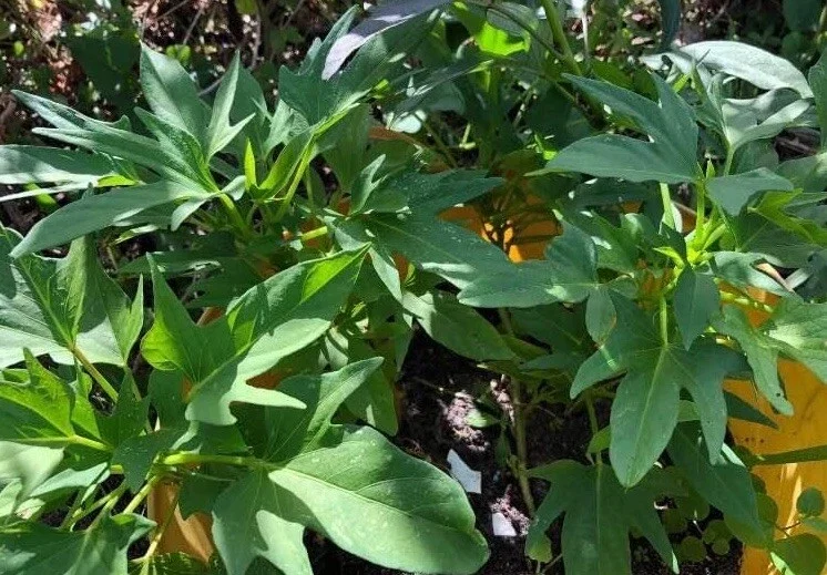 Cuban Sweet Potato Slips - 15 Fresh Cuttings for Planting Outdoors Cuban Sweet Potato Slips - 15 Fresh Cuttings for Planting Outdoors - Image 5