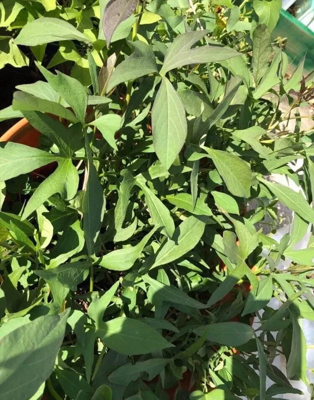 Cuban Sweet Potato Slips - 15 Fresh Cuttings for Planting Outdoors Cuban Sweet Potato Slips - 15 Fresh Cuttings for Planting Outdoors - Image 6