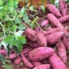 Cuban Sweet Potato Slips - 15 Fresh Cuttings for Planting Outdoors - Image 1