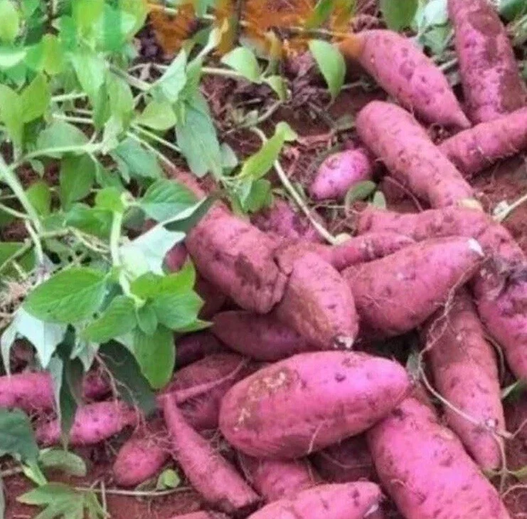 Cuban Sweet Potato Slips - 15 Fresh Cuttings for Planting Outdoors Cuban Sweet Potato Slips - 15 Fresh Cuttings for Planting Outdoors - Image 1