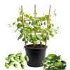 Cucamelon Live Plant - 2 Pack, 3-5 Inch Tall - Fresh Vegetable for Outdoor - Image 1