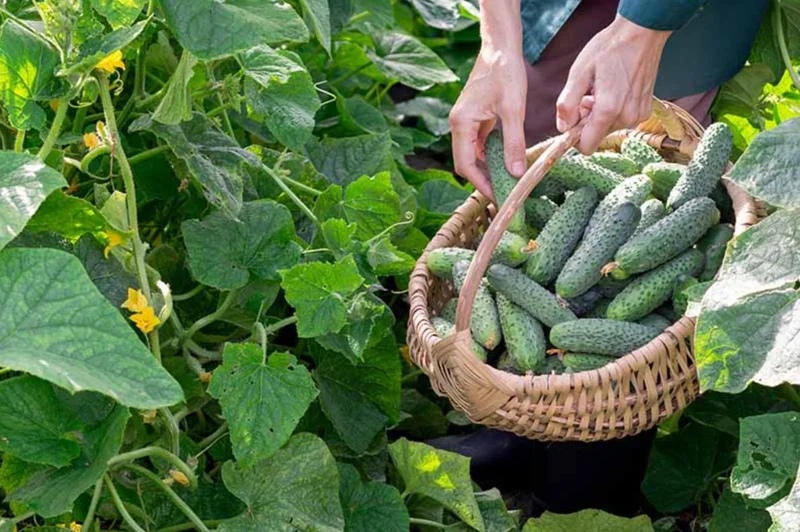 Cucumber Seedlings Live Plant Set – 3 Pots, 2 Plants Each – 6-8 Inch Tall Vegetable Cucumber Seedlings Live Plant Set – 3 Pots, 2 Plants Each – 6-8 Inch Tall Vegetable - Image 2