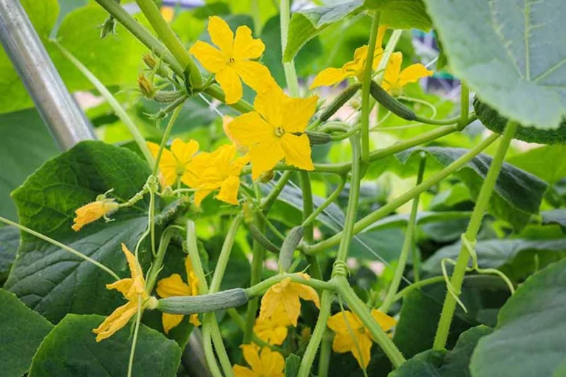 Cucumber Seedlings Live Plant Set – 3 Pots, 2 Plants Each – 6-8 Inch Tall Vegetable Cucumber Seedlings Live Plant Set – 3 Pots, 2 Plants Each – 6-8 Inch Tall Vegetable - Image 3