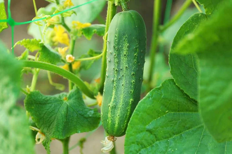 Cucumber Seedlings Live Plant Set – 3 Pots, 2 Plants Each – 6-8 Inch Tall Vegetable Cucumber Seedlings Live Plant Set – 3 Pots, 2 Plants Each – 6-8 Inch Tall Vegetable - Image 5