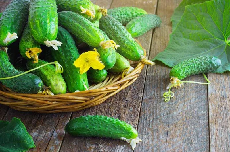 Cucumber Seedlings Live Plant Set – 3 Pots, 2 Plants Each – 6-8 Inch Tall Vegetable Cucumber Seedlings Live Plant Set – 3 Pots, 2 Plants Each – 6-8 Inch Tall Vegetable - Image 6