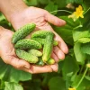 Cucumber Seedlings Live Plant Set – 3 Pots, 2 Plants Each – 6-8 Inch Tall Vegetable - Image 1