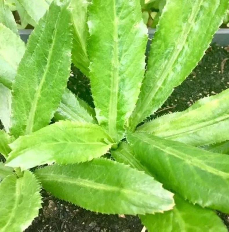 Culantro Live Plant – 4 inch Pot – Culinary Herb for Home Gardens - Image 2